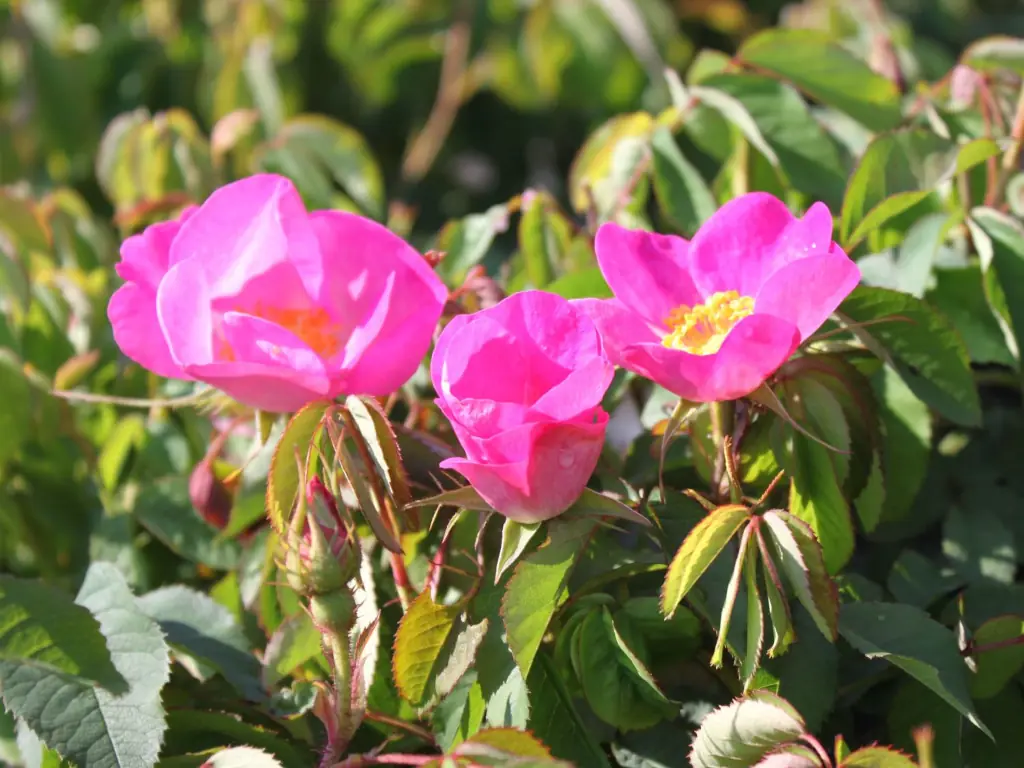 Essigrose (Rosa gallica)
