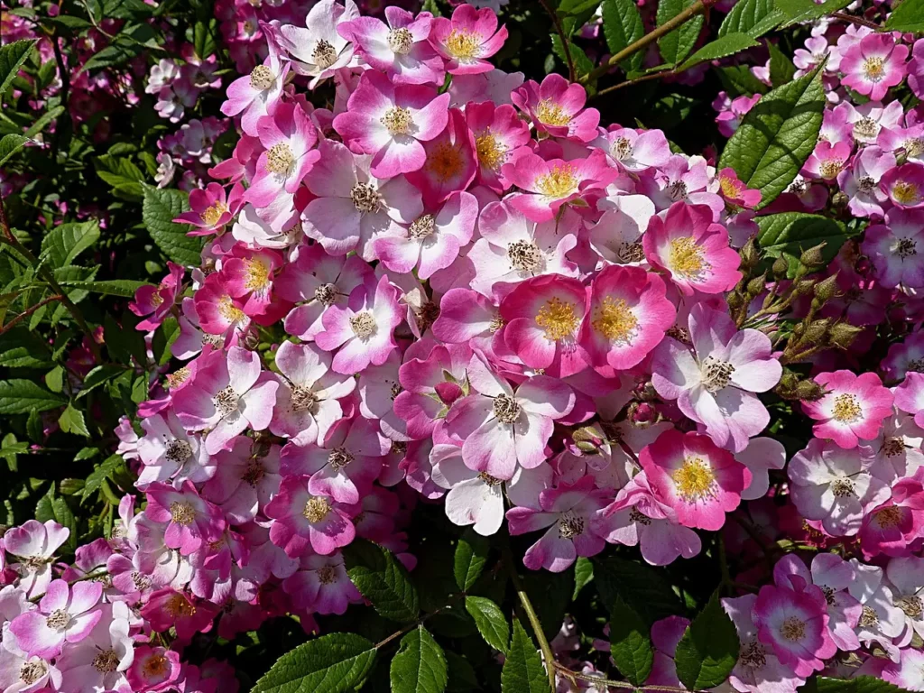 Moschusrose (Rosa moschata)