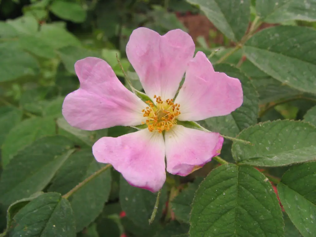 Wildapfelrose (Rosa villosa)