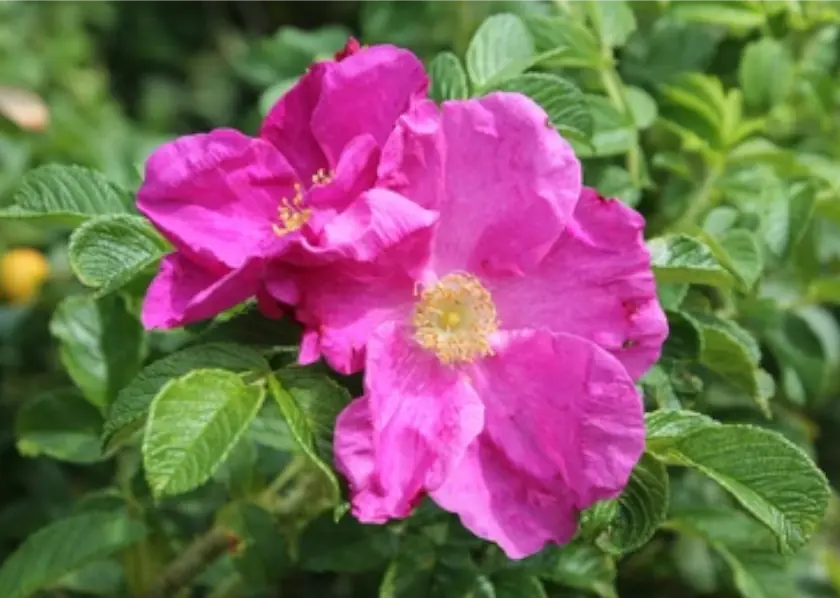 Zimtrose (Rosa majalis)